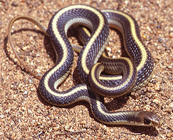 Coast Patch-Nosed Snake | Salvadora hexalepis-virgultea photo