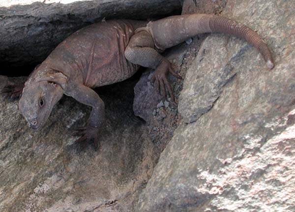 Chuckwalla | Sauromalus obesus photo