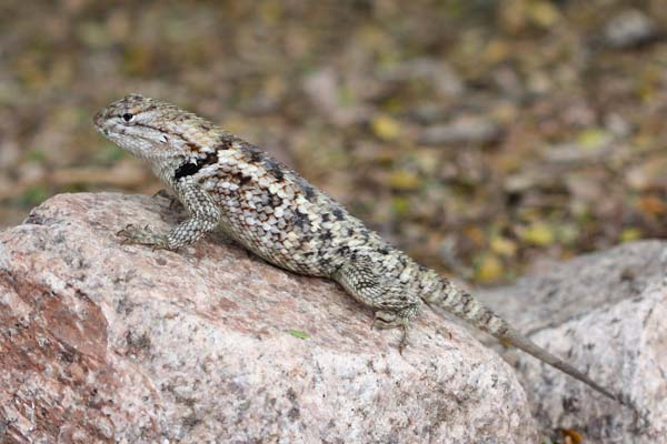Desert Spiny Lizard | Sceloporus magister photo