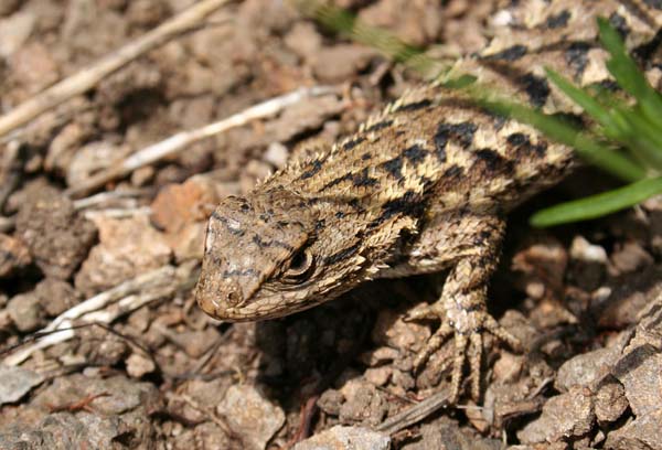 Western Fence Lizard | Sceloporus occidentalis photo