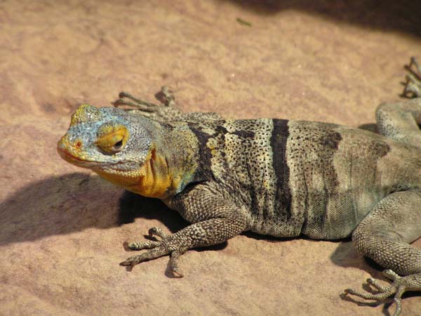 Baja Blue Rock Lizard | Petrosaurus thalassinus photo