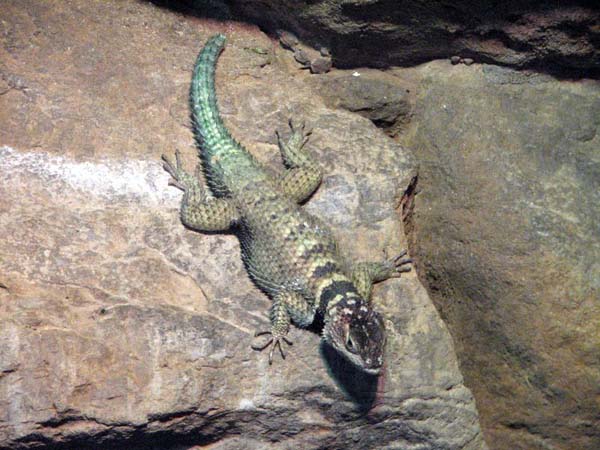 Blue Spiny Lizard | Sceloporus serrifer photo