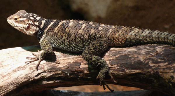 Blue Spiny Lizard | Sceloporus serrifer photo