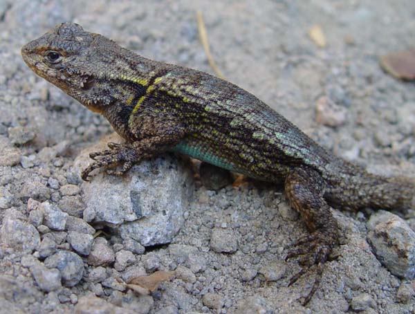 Mesquite Lizard | Sceloporus grammicus photo