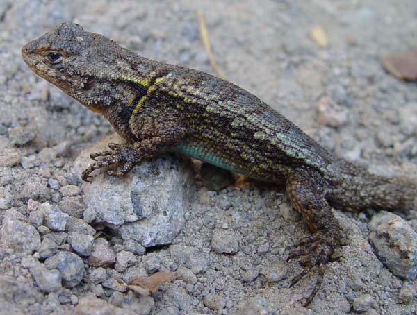 Mesquite Lizard | Sceloporus grammicus photo