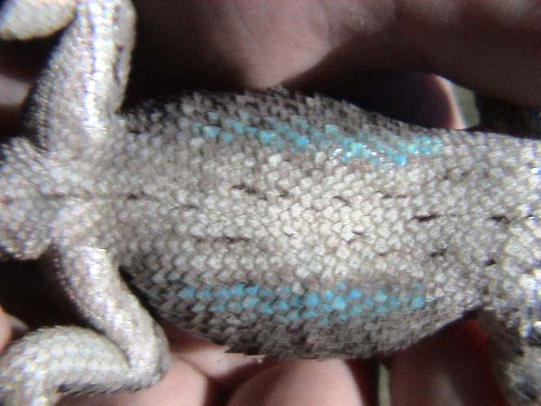 Texas Spiny Lizard | Sceloporus olivaceus photo
