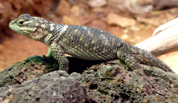 Crevice Spiny Lizard | Sceloporus poinsettii photo