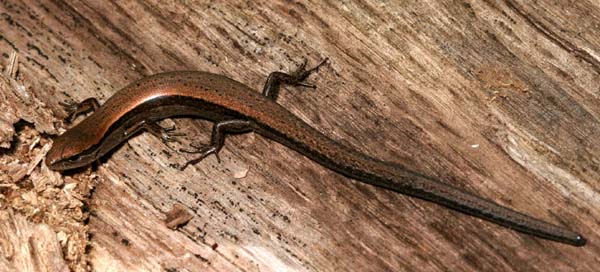 Ground Skink | Scincella lateralis photo