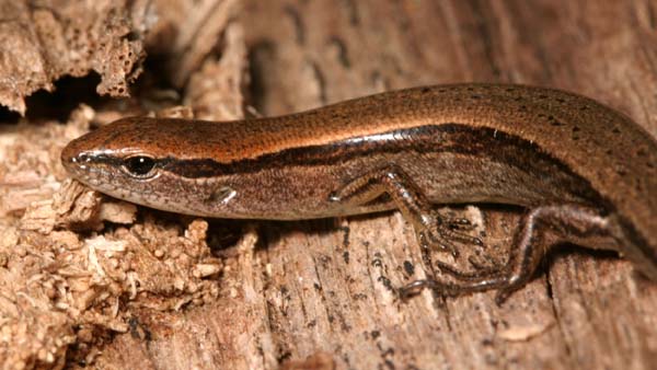 Ground Skink | Scincella lateralis photo