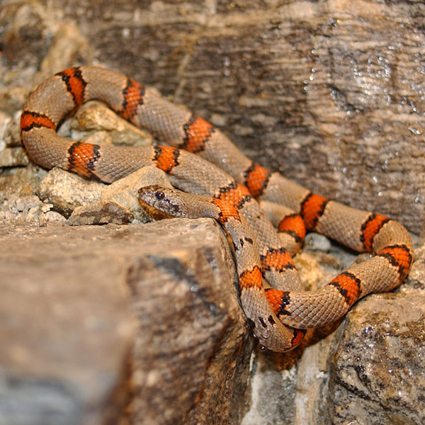 Gray-banded Kingsnake | Lampropeltis alterna photo