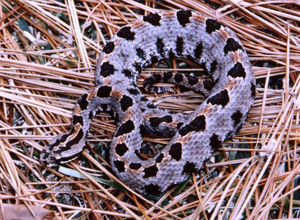 Carolina Pigmy Rattlesnake | Sistrurus miliarius-miliarius photo