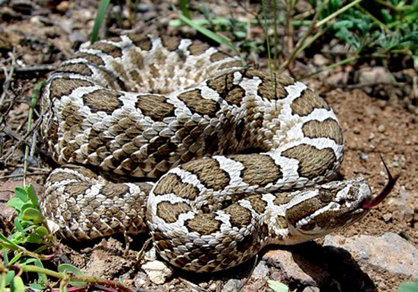 Desert Massasauga, Buzztail | Sistrurus catenatus-edwardsii photo