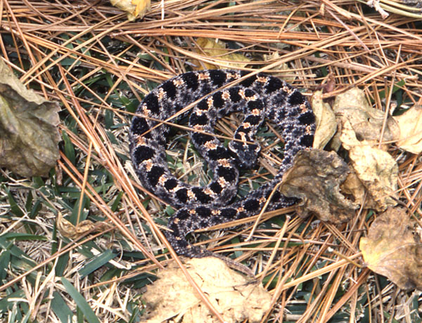 Dusky Pigmy Rattlesnake | Sistrurus miliarius-barbouri photo