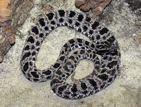 Dusky Pigmy Rattlesnake | Sistrurus miliarius-barbouri photo