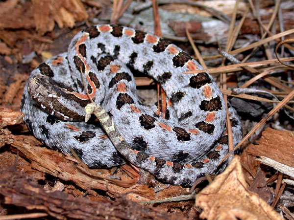 Carolina Pigmy Rattlesnake | Sistrurus miliarius-miliarius photo