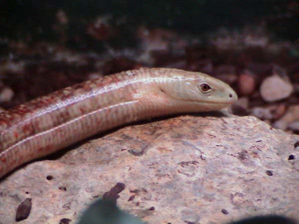 Slender Glass Lizard | Ophisaurus attenuatus photo