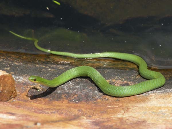 Smooth Green Snake | Opheodrys vernalis photo