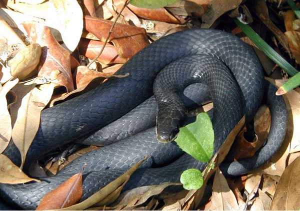 Black Racer | Coluber constrictor-priapus photo