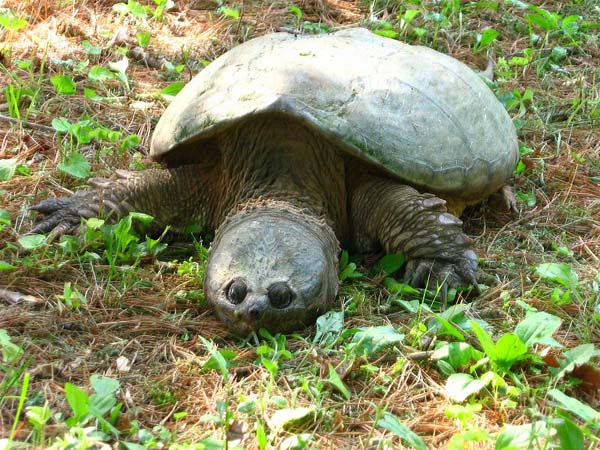 Common Snapping Turtle | Chelydra serpentina photo