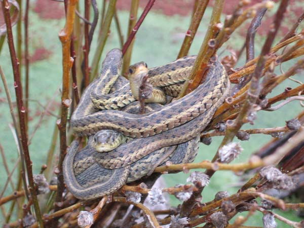 Western Terrestrial Garter Snake | Thamnophis elegans photo
