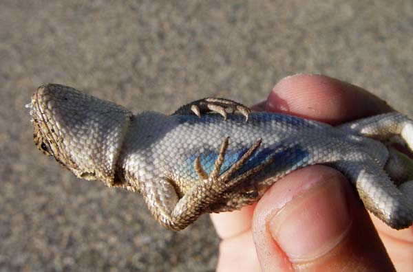 Sagebrush Lizard | Sceloporus graciosus photo