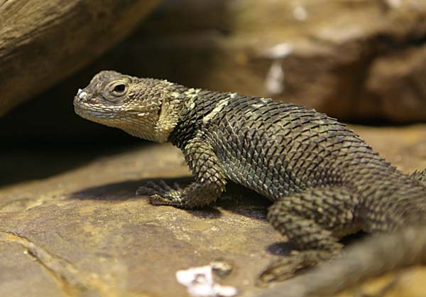 Blue Spiny Lizard | Sceloporus serrifer photo