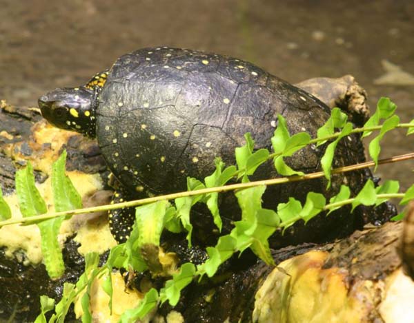 Spotted Turtle | Clemmys guttata photo