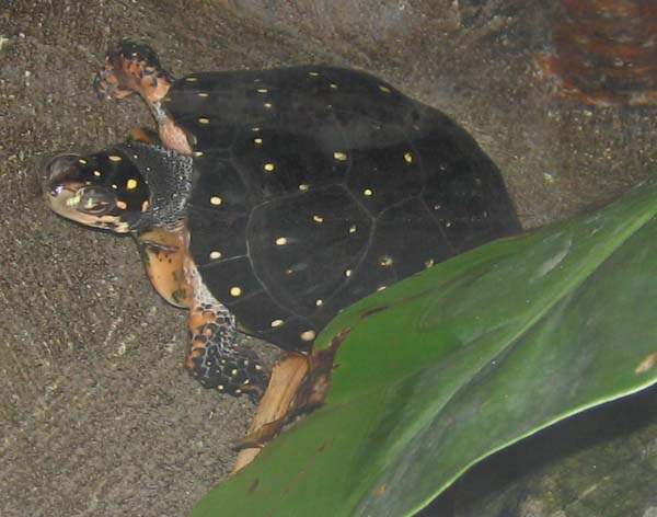 Spotted Turtle | Clemmys guttata photo