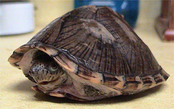 Razorback Musk Turtle | Sternotherus carinatus photo