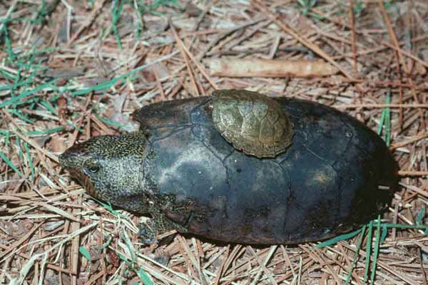Flattened Musk Turtle | Sternotherus depressus photo
