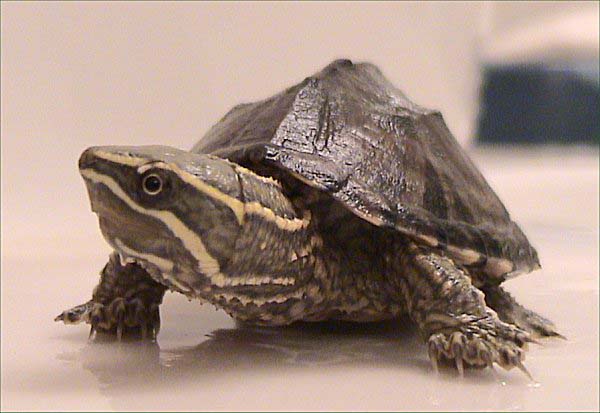 Common Musk Turtle | Sternotherus odoratus photo