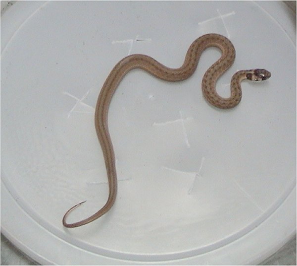 Texas Brown Snake | Storeria dekayi-texana photo