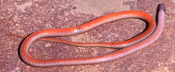 Western Blackhead Snake | Tantilla planiceps photo