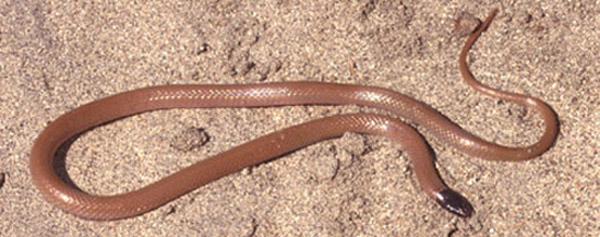 Western Blackhead Snake | Tantilla planiceps photo