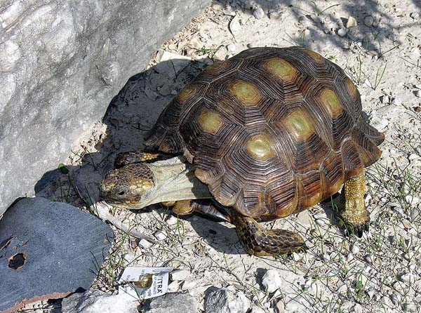 Texas Tortoise | Gopherus berlandieri photo