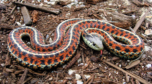 Coast Garter Snake | Thamnophis elegans-terrestris photo