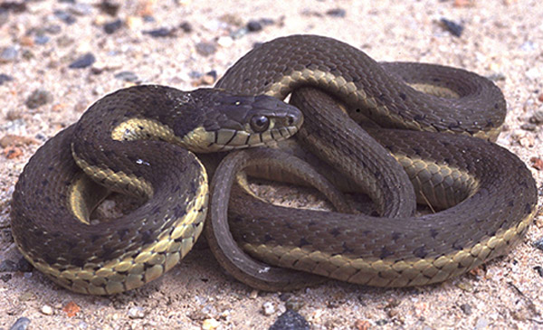 Two-Striped Garter Snake | Thamnophis hammondii photo