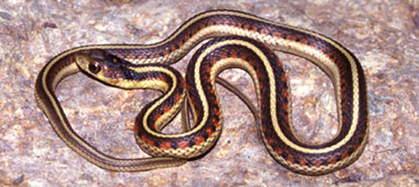 California Red-Sided Garter Snake | Thamnophis sirtalis-infernalis photo