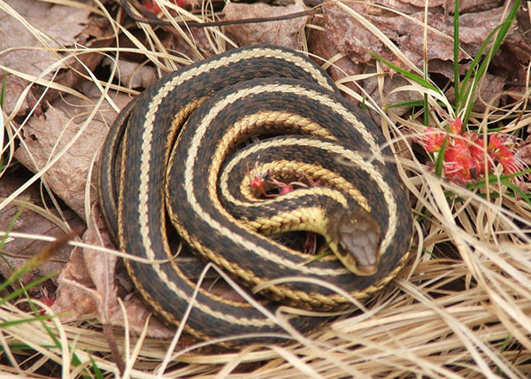 Butler's Garter Snake | Thamnophis butleri photo