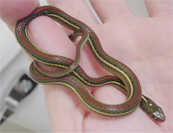 Redstripe Ribbon Snake | Thamnophis proximus-rubrilineatus photo