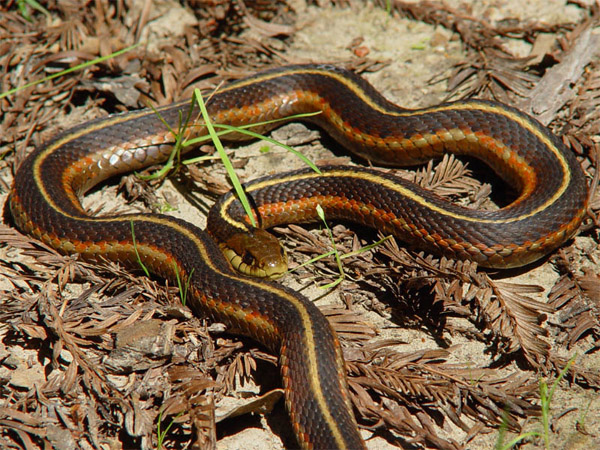 California Red-Sided Garter Snake | Thamnophis sirtalis-infernalis photo