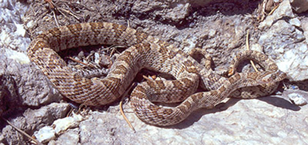 Baja California Lyresnake | Trimorphodon biscutatus-lyrophanes photo