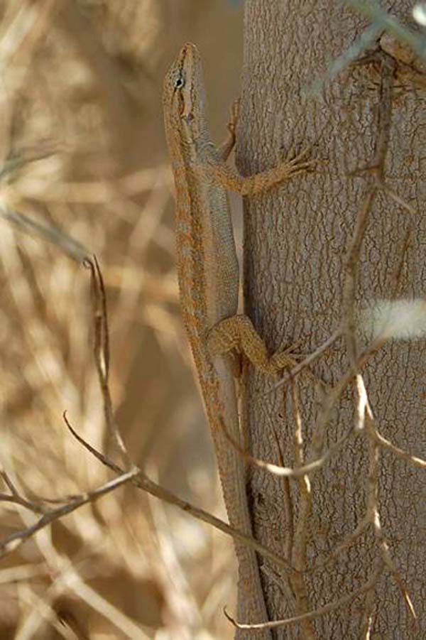 Brush Lizard | Urosaurus graciosus photo