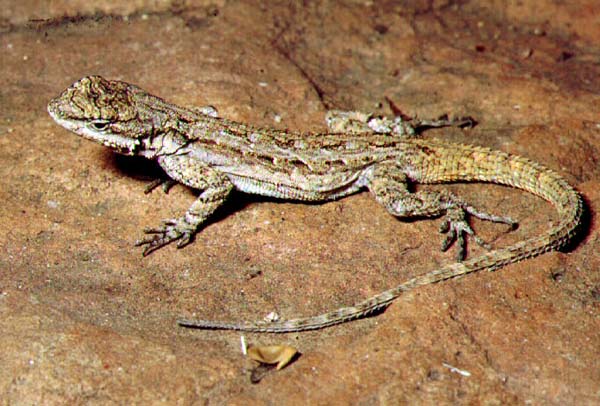 Tree Lizard | Urosaurus ornatus photo