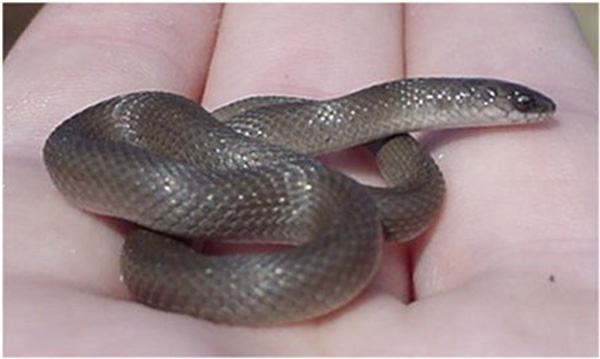 Rough Earth Snake | Virginia striatula photo