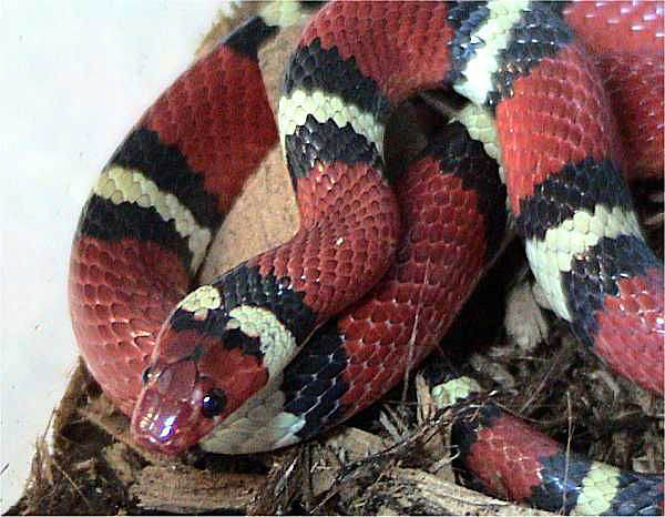 Scarlet Kingsnake | Lampropeltis triangulum-elapsoides photo