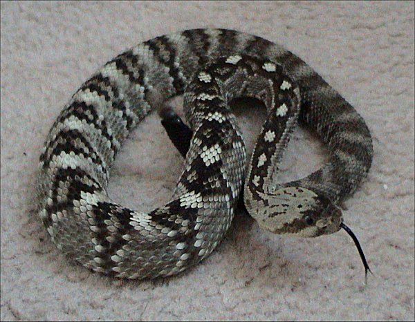 Blacktail Rattlesnake | Crotalus molossus-molossus photo