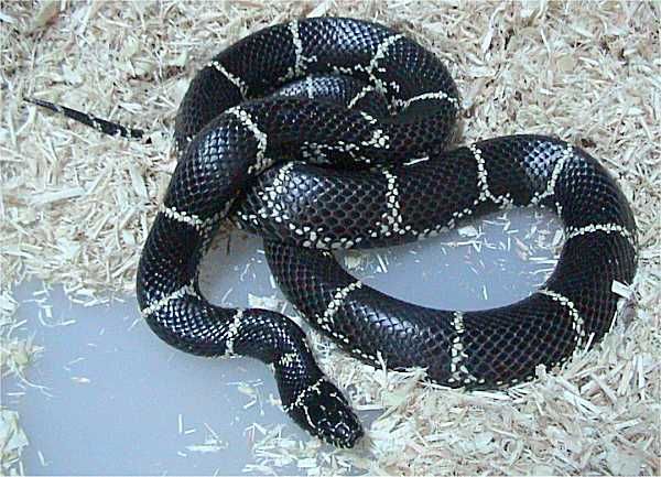 Eastern Kingsnake | Lampropeltis getula-getula photo