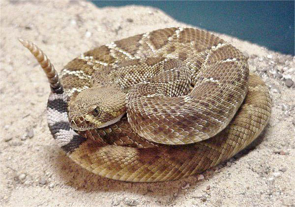 Red Diamond Rattlesnake | Crotalus ruber photo