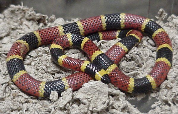 Texas Coral Snake | Micrurus tener photo